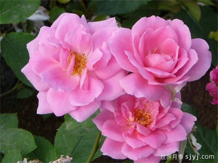 草原公主月季Prairie Princess(图1)