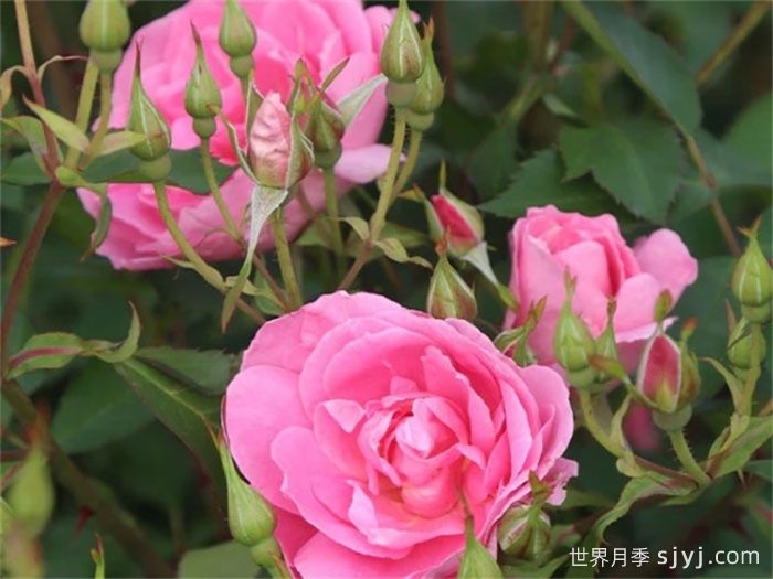 草原公主月季Prairie Princess(图2)