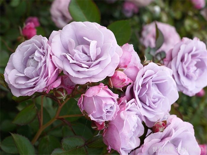 缠结月季/纠缠Tangles(图2)