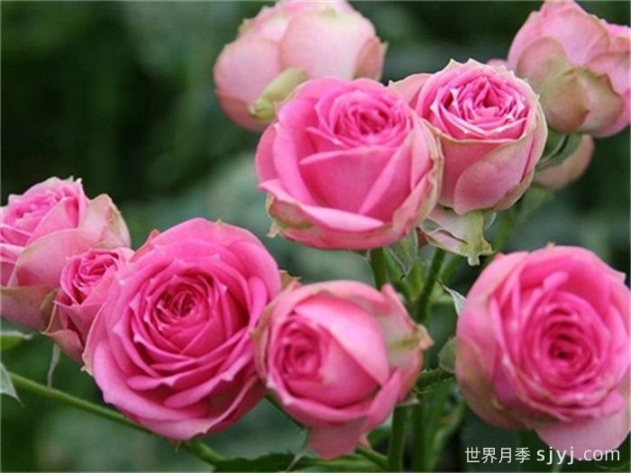 超感月季/粉多头月季Super Sensation(图2)