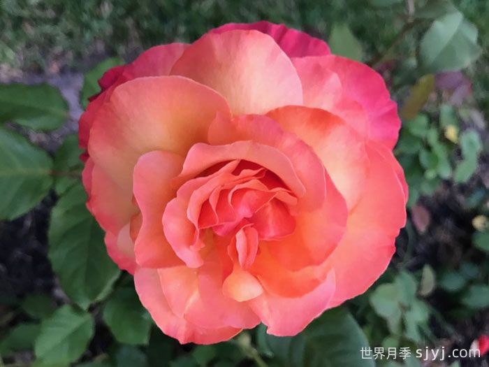 超现实月季Surreal(图2)