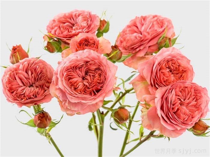 贝拉潮流月季/潮流贝拉月季Bella Trendsetter(图2)