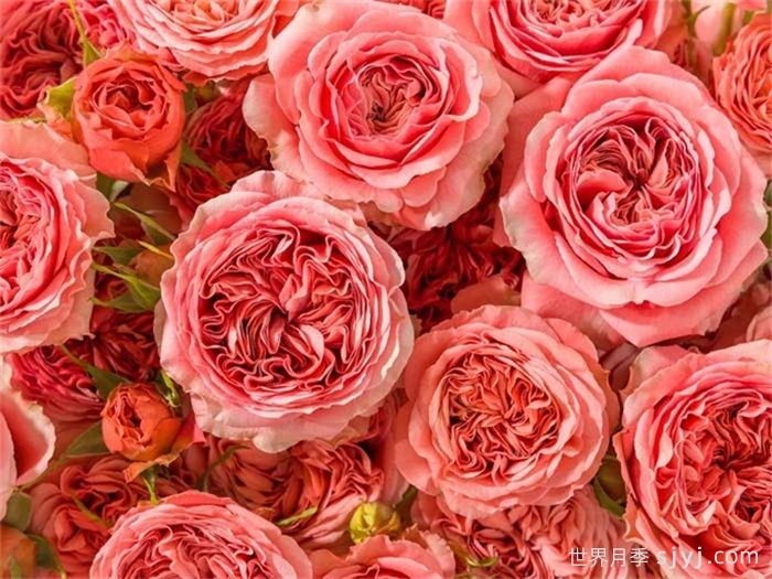 贝拉潮流月季/潮流贝拉月季Bella Trendsetter(图1)