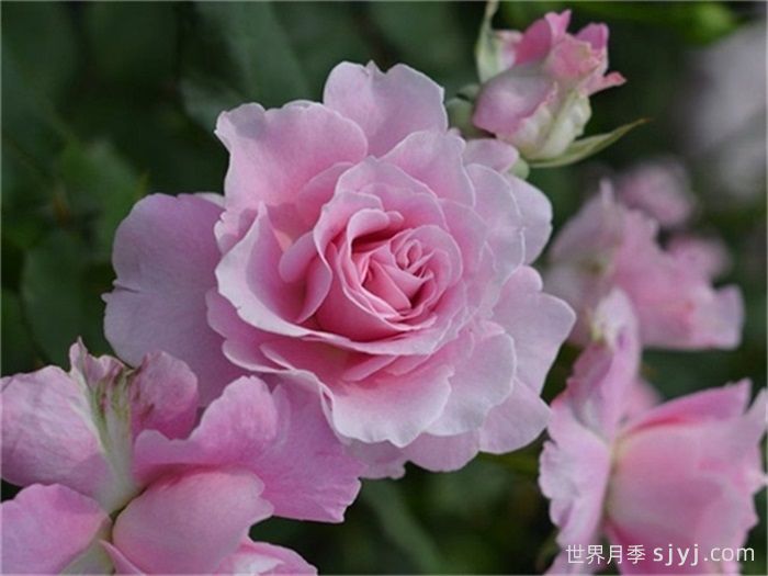 沉默的爱月季/静爱/暗恋Silent Love(图1)