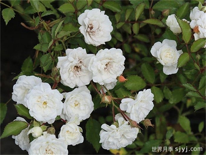 晨曲玫迪兰月季/晨曲梅地兰Alba Meidiland(图2)