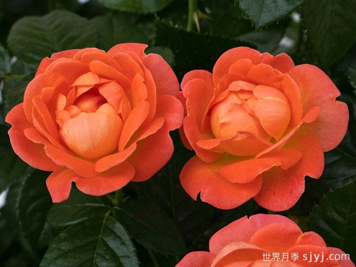 橙芒绝代佳人月季Orange Glow Knock Out(图2)