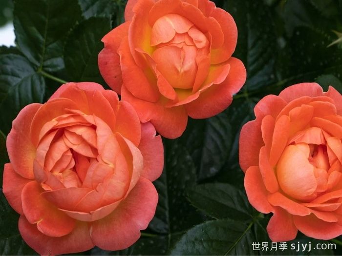 橙芒绝代佳人月季Orange Glow Knock Out(图3)