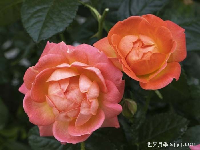 橙芒绝代佳人月季Orange Glow Knock Out(图5)