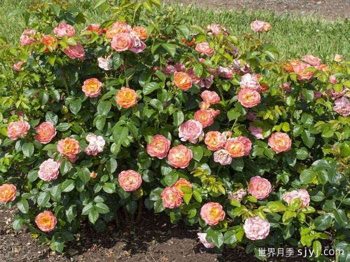 橙芒绝代佳人月季Orange Glow Knock Out(图4)
