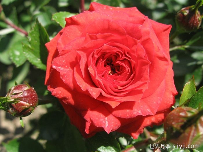 橙色宝石月季Orange Juwel(图1)