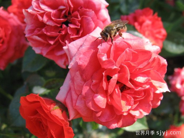 橙色宝石月季Orange Juwel(图2)