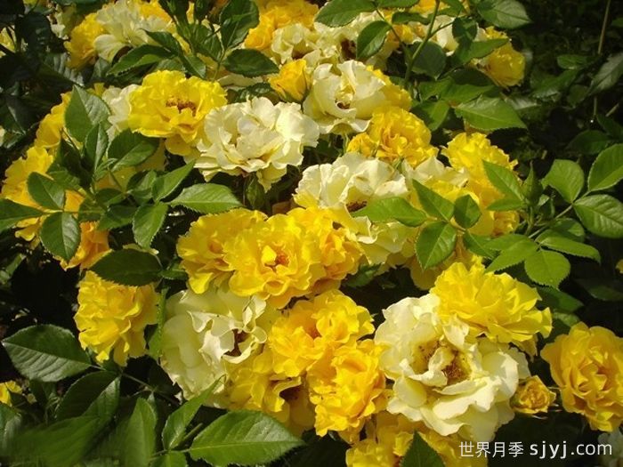 阿德森冯梅尔克月季Adson von Melk(图1) 阿德森冯梅尔克月季Adson von Melk(图1)