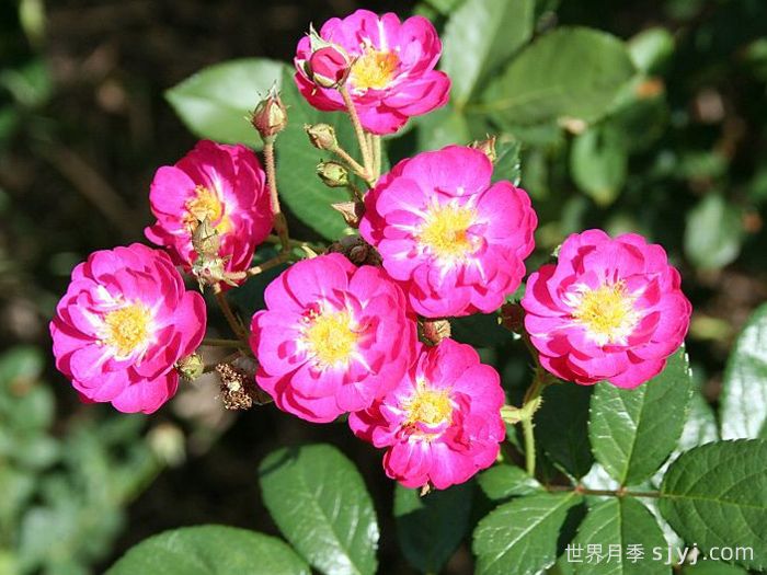 阿登儿童月季Enfant des Ardennes(图2)