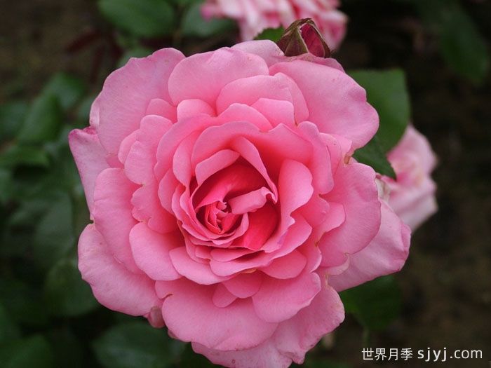 阿尔伯特亲王月季Prince Albert(图1)