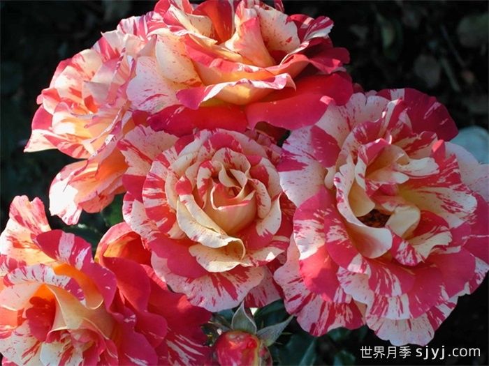 阿尔弗莱德西斯莱月季Alfred Sisley(图1)