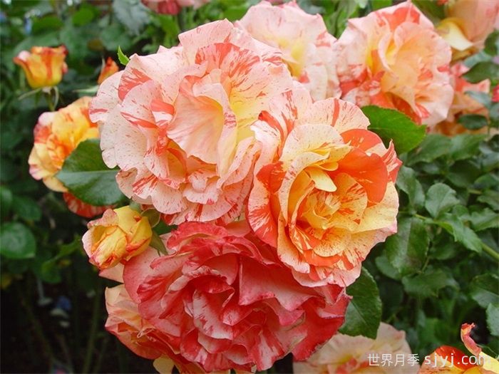 阿尔弗莱德西斯莱月季Alfred Sisley(图2)