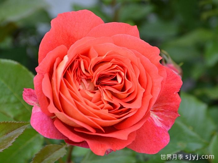 阿尔戈英雄月季Argonauts(图1)