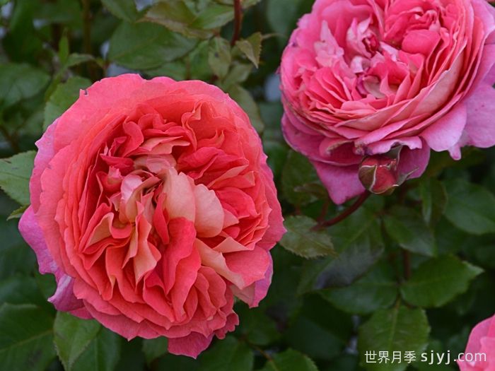 阿尔戈英雄月季Argonauts(图2)