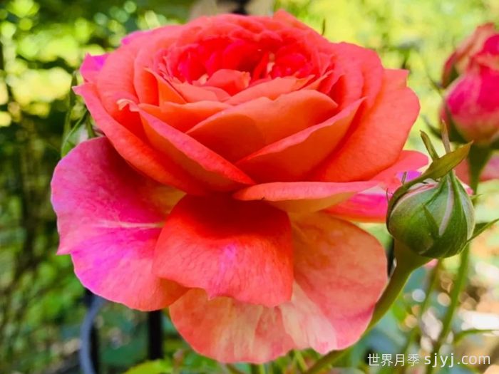 阿尔戈英雄月季Argonauts(图3)