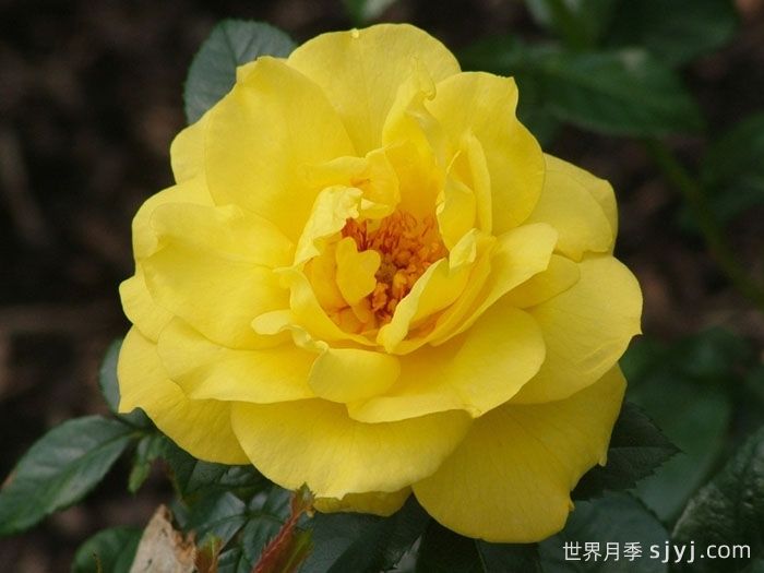 阿默尔兰月季Ammerland(图1)