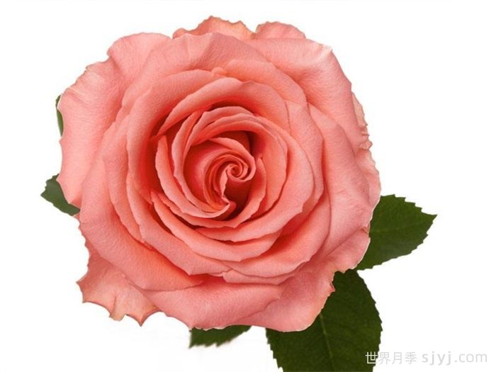 阿姆斯特丹月季Amsterdam(图2)