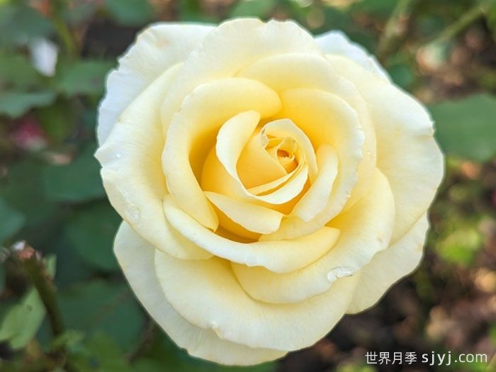 阿奇莫斯月季/阿奇摩丝(图1)