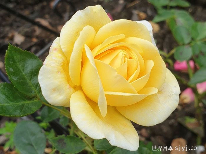 阿奇莫斯月季/阿奇摩丝(图2)