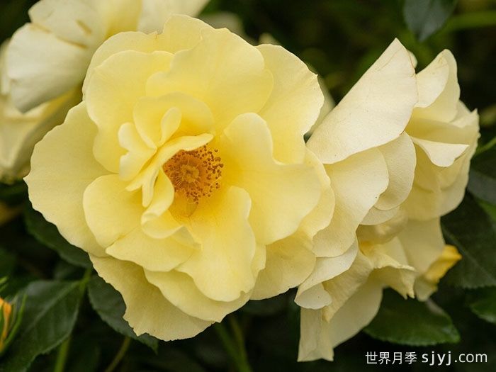 阿什顿沃尔德月季Ashton Wold(图1)