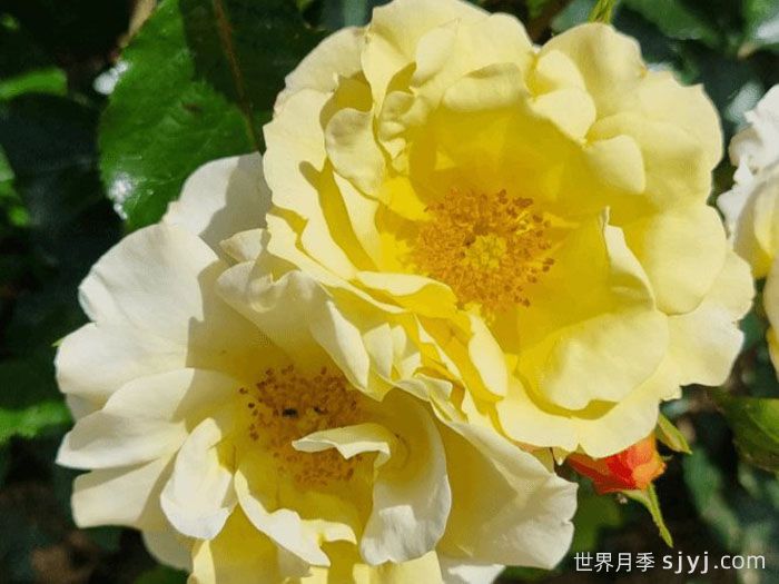 阿什顿沃尔德月季Ashton Wold(图2)