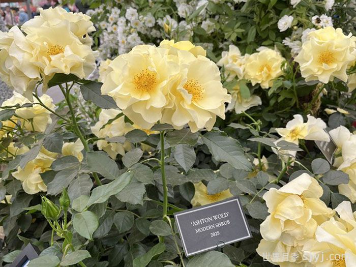 阿什顿沃尔德月季Ashton Wold(图3)