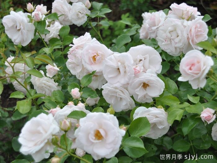 阿司匹林月季Aspirin(图3)