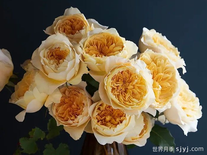 艾菲月季Effie(图2)