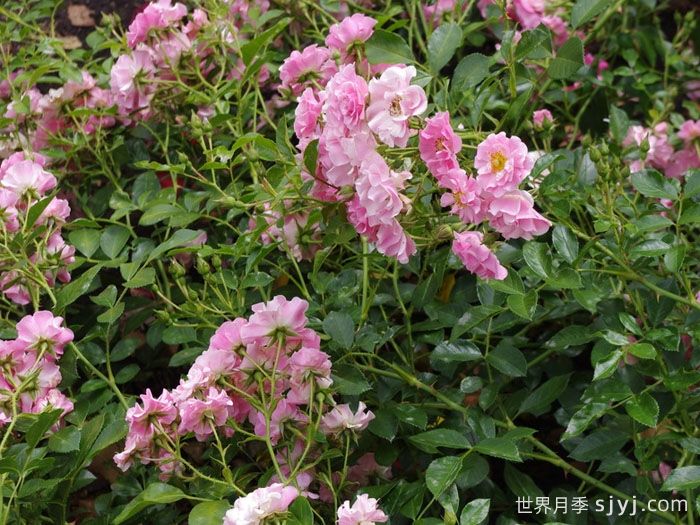 艾莉婕月季/艾丽泽Alizee(图1) 艾莉婕月季/艾丽泽Alizee(图1)