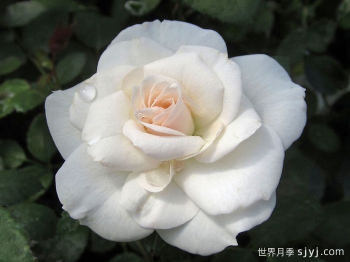 阿司匹林月季Aspirin(图2)