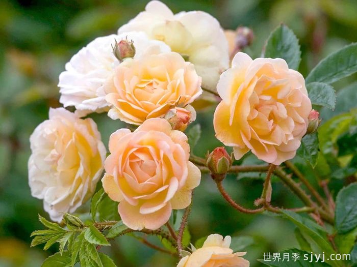 阿兹玛赫德月季/吉莱纳德费利贡德Ghislaine de Feligonde(图1)