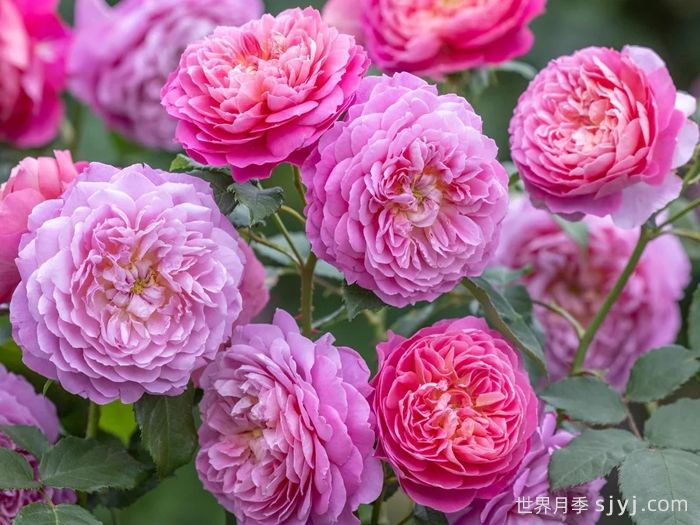 艾玛布里奇沃特月季Emma Bridgewater(图2)