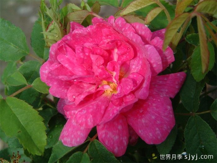 斑纹月季Marbree(图1) 斑纹月季Marbree(图1)