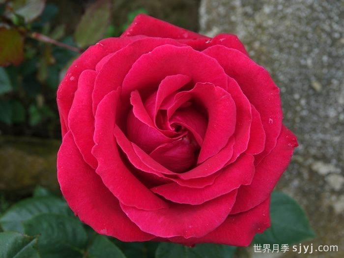 爱的魔力月季/贝佐伯/爱的咒语Loves Magic(图2)