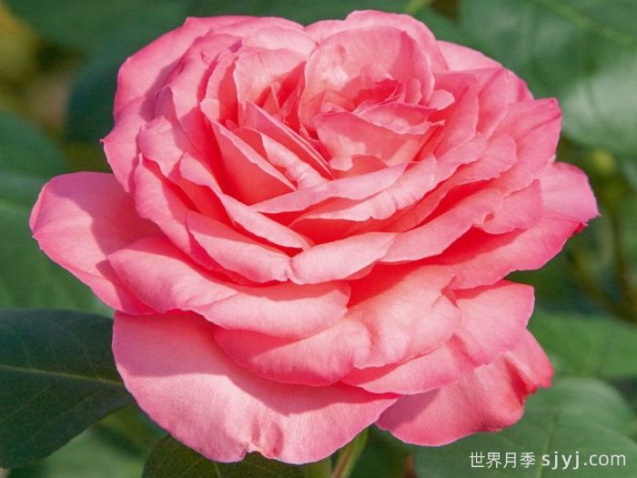 粉红豹月季/粉豹月季Pink Panther(图2)