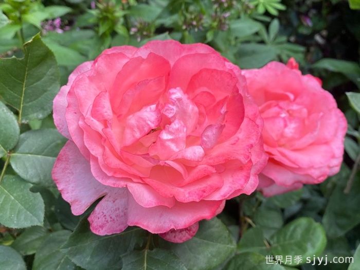 粉红豹月季/粉豹月季Pink Panther(图3)