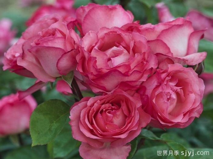 粉红豹月季/粉豹月季Pink Panther(图4)