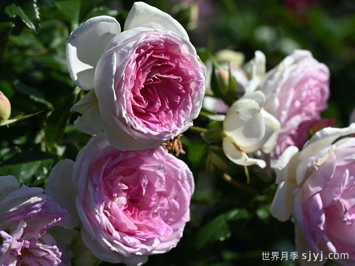 爱的颜色月季/爱之歌Couleur de lamour(图2)