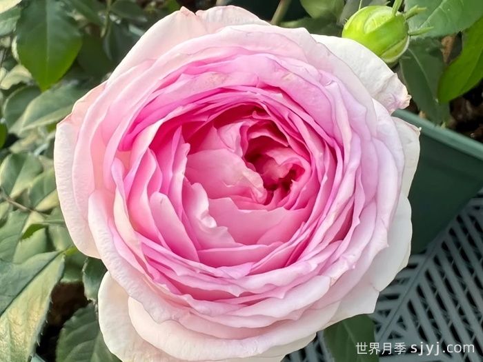 爱的颜色月季/爱之歌Couleur de lamour(图1)