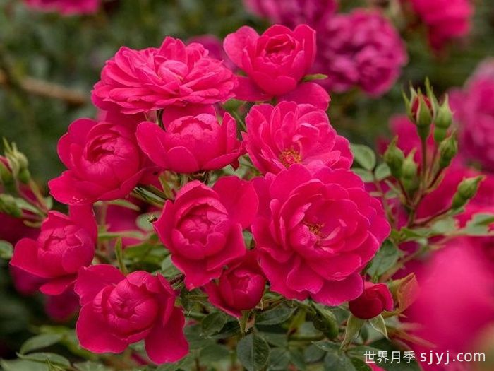 爱好月季Hobby(图1)