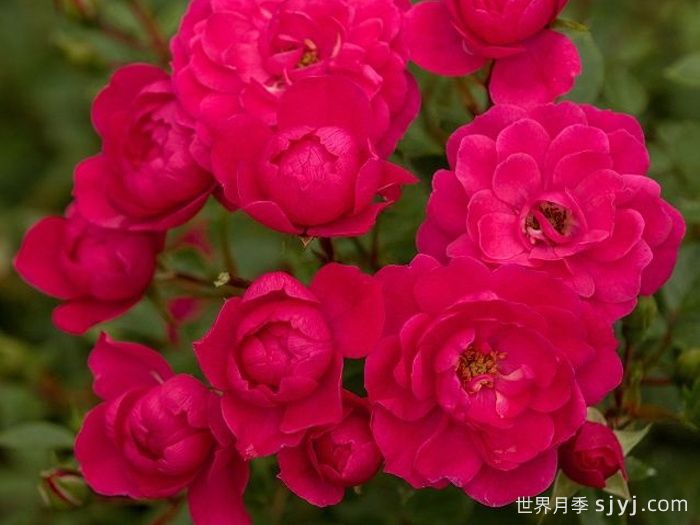 爱好月季Hobby(图2)