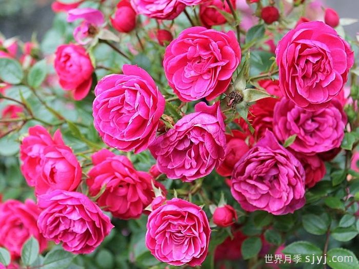 爱好月季Hobby(图3)