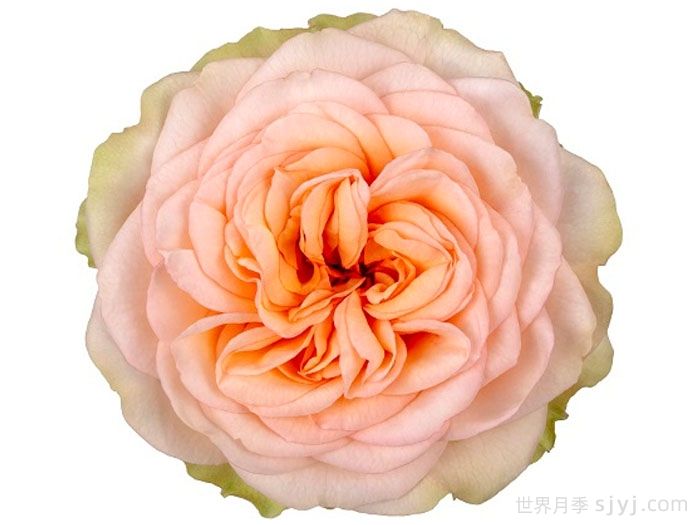 安伯利公园月季Amberly Park(图1)