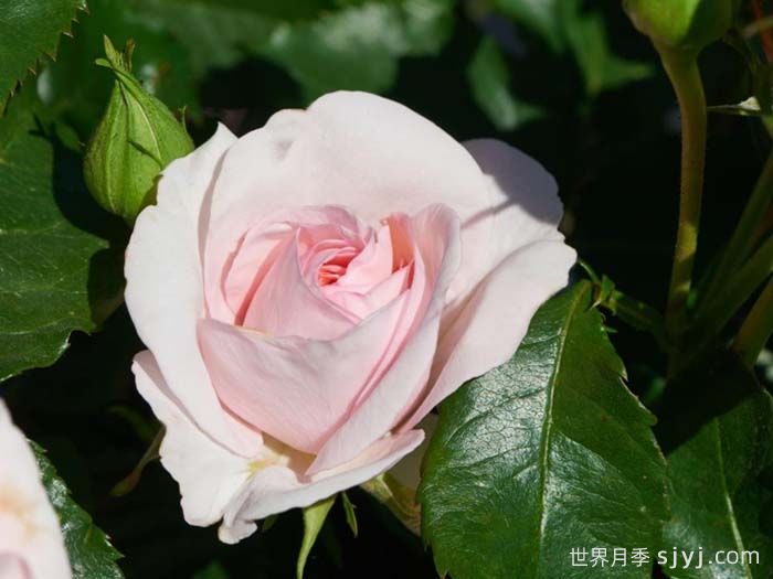 安娜安切尔月季/安娜安彻Anna Ancher(图2) 安娜安切尔月季/安娜安彻Anna Ancher(图2)