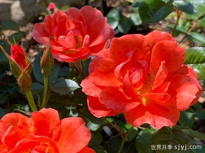 安娜福特月季Anna Ford(图1) 安娜福特月季Anna Ford(图1)