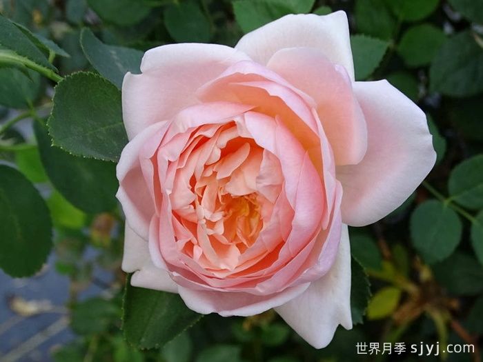 安布里奇月季/安部姬/奥斯汀奇迹Ambridge(图3)